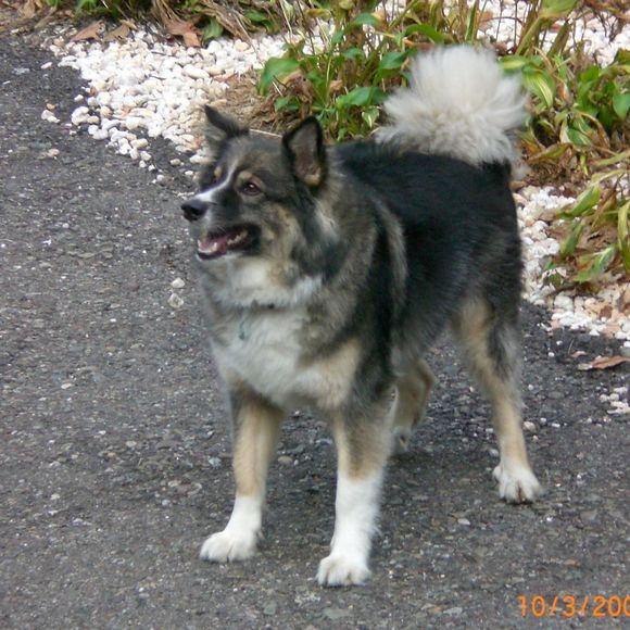 6643frank
